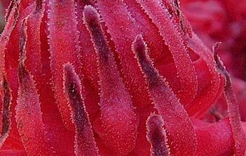 Closeup of Snow Plant - Sarcodes sanguinea
