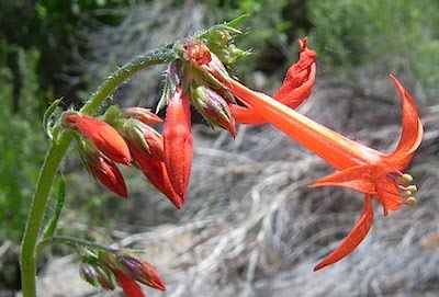 Scarlet Gilia - Ipomopsis aggregata ssp. formosissima