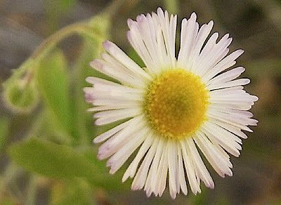 Fleabane Flower - Eirgeron sp.