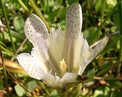 Alpine Gentian - Gentiana newberryi