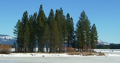 Jeffery Pine thees - Pinus jeffreyi