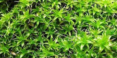 Rock Moss