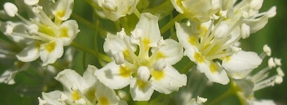 Close up of Death Camas - Toxicoscordion venenosum