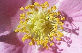 Wild Rose - Rosa californica