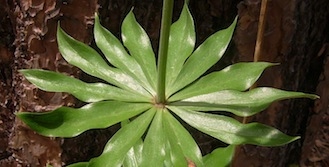 Washington Lily leaf - Lilium washingtonianum