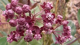 Purple Milkweed - Asclepias cordifolia