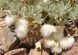 Pursh's Sheeppod - Astragalus purshii
