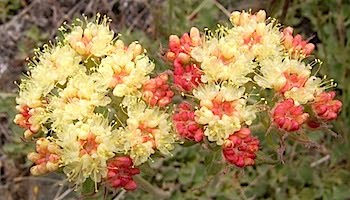 Sulphur Flower Buckwheat - Eriogonum umbellatum