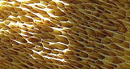 Boletes 'tube' Mushroom - ventral view!