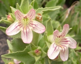 Susanville Beardtongue - Penstemon sudans