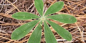 Lupin Leaf