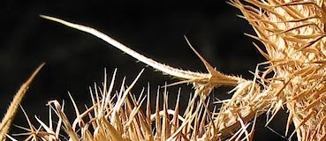 Autumn 'Bull Thistle' spines - Cirsium vulgare