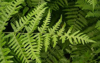 Bracken Fern - Pteridium aquilinum