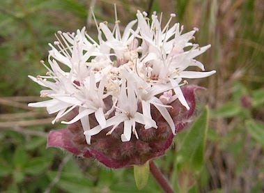 Mountain Monardella - Monardella odoratissima