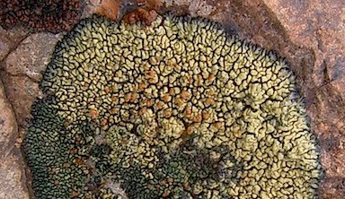 Crustlike Map Lichen - Rhizocarpon geographicum