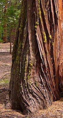 Incense Cedar trunk - Libocedrus decurrens