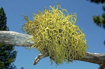 Staghorn Lichen - Letharia vulpina