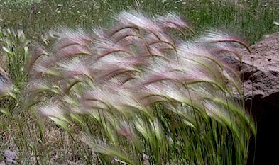Foxtail Barley Grass - Hordeum jubatum