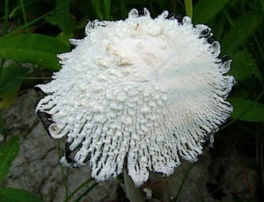 Coprinus sp.? - Cow-dung Mushroom