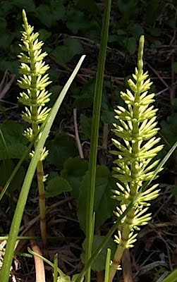 Common Horsetail - Equisetum arvense