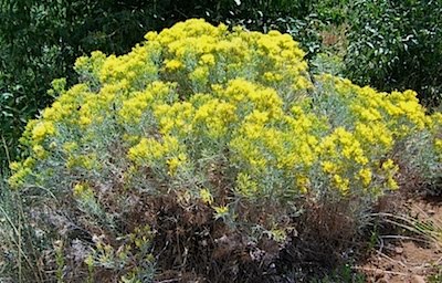 Rabbit Brush - Chrysothamnus nauseosus