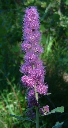 Douglas's Spirea - Spiraea douglasii