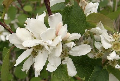 Serviceberry - Amelanchier alnifolia