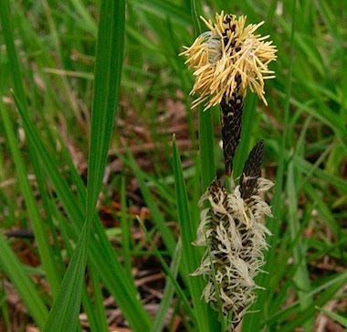 Sedge ?