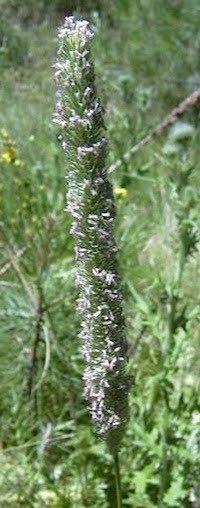 Short Awned Foxtail - Alopecurus aequalis