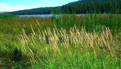 Grasses & Cattails