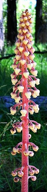 Pine Drops - Pterospora andromedea