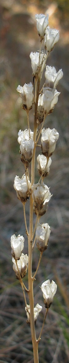 The autumn seeds have been sown - The cycle of green will begin again in the springtime!
