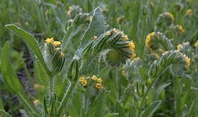 Fiddleneck - Amsinckia menziesii var. intermedia