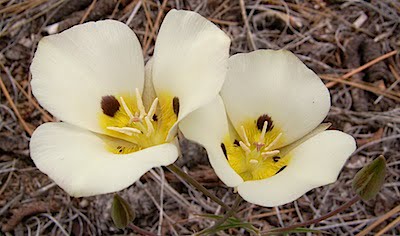 Mariposa Lily - Calochortus leichtlinii