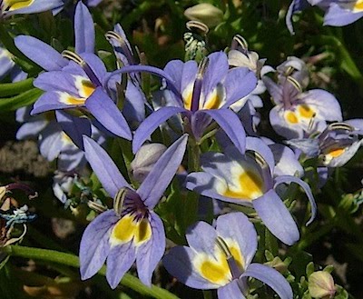 Bach's Calicoflower - Downingia bacigalupii