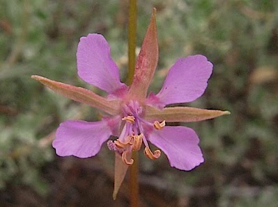Forest clarkia - Clarkia rhomboidea