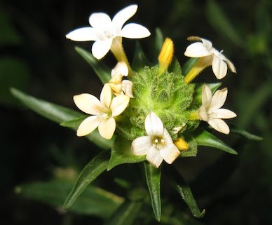 Mountain collomia - Collomia grandiflora