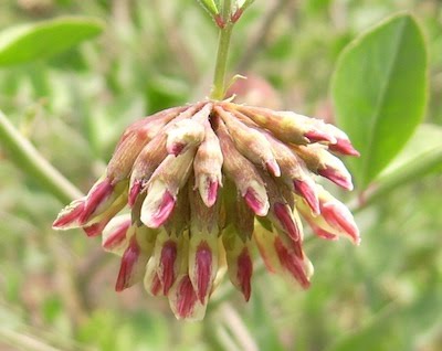 Bigleaf Deer Vetch - Hosackia crassifolia var. crassifolia