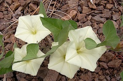 Sierra Morning Glory - Calystegia malacophylla