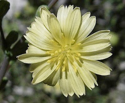 Prickly Wild Lettuce - Lactuca serriola