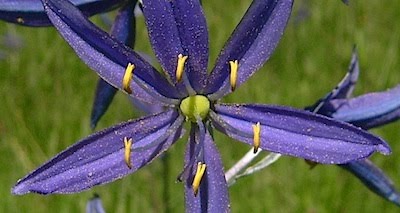 Common Camas - Camassia quamash