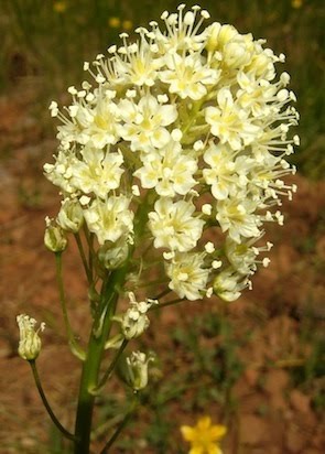 Death Camas - Toxicoscordion venenosum