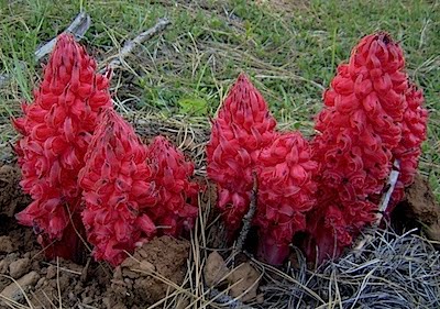 Snow Plant - Sarcodes sanguinea - another view!