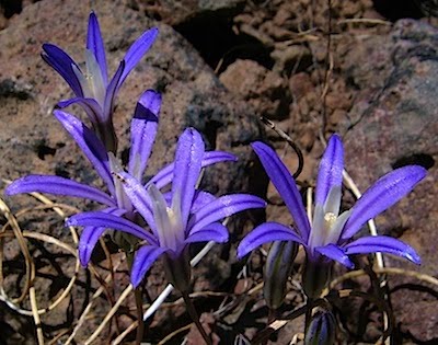 Crown Brodiaea - Brodiaea coronaria
