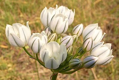 White Brodiaea - Triteleia hyacinthina