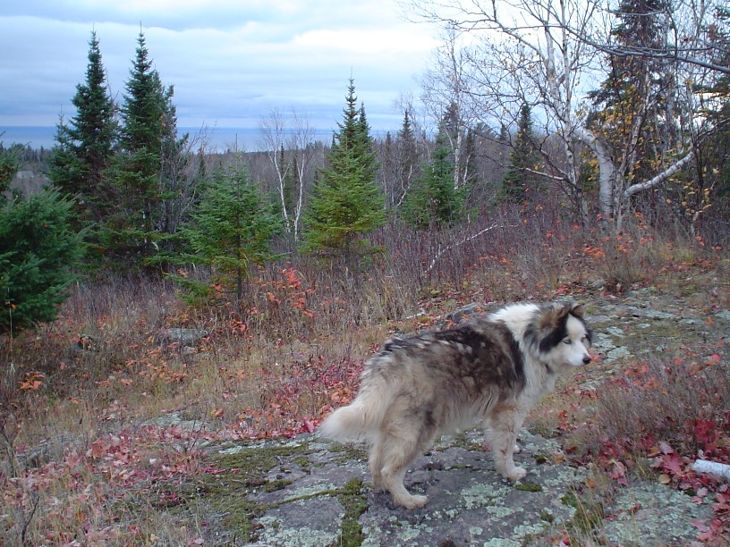 Our faithful mutt Alyeska