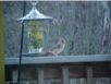 birds_20060415_03