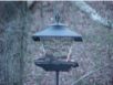 birds_20060415_09