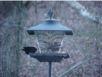 birds_20060415_10