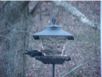 birds_20060415_11